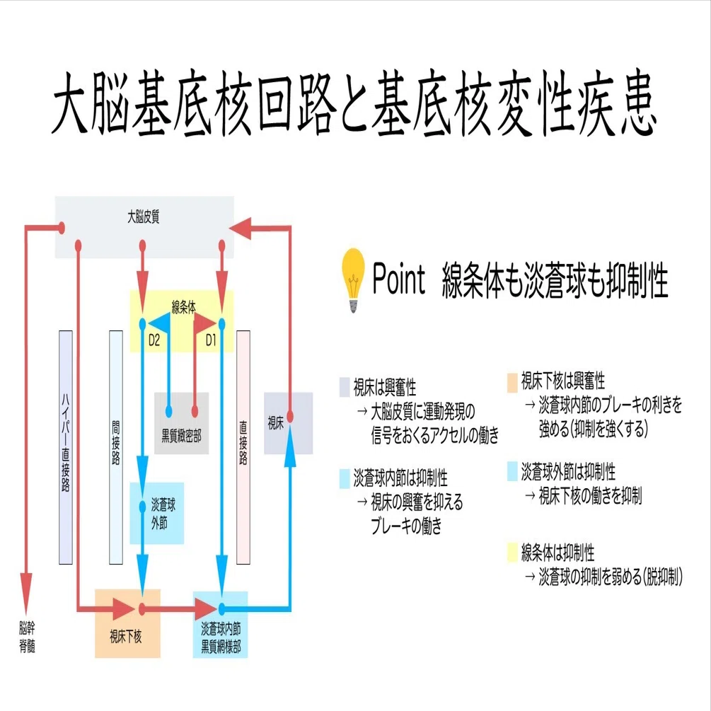 大脳半球間機能インバランス　臨床機能神経学解説 大脳基底核回路と基底核変性疾患｜かずひろ先生（黒澤一弘｜解剖×教育×AI）