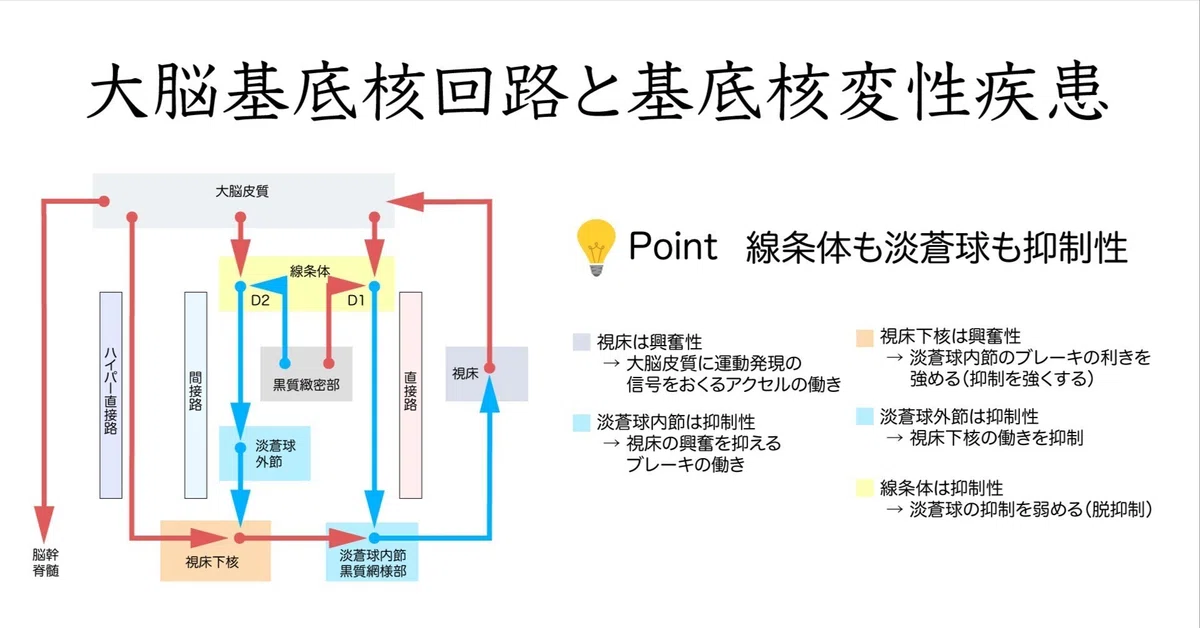 大脳基底核回路と基底核変性疾患｜かずひろ先生（黒澤一弘｜解剖×教育×AI）