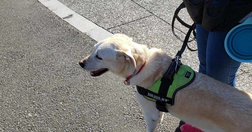 飼い主目線を忘れているプロ Home Training Serene Note