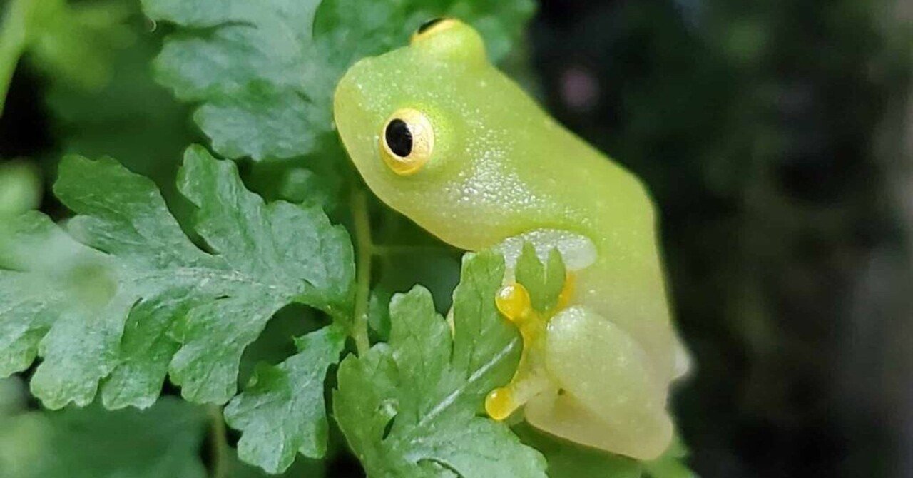 グミガエル｜moss paradise3055（モスパラ）