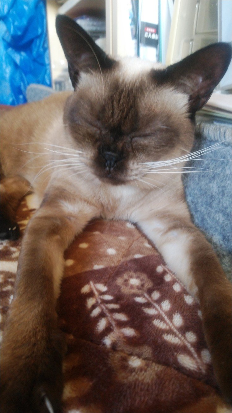 シャム猫のような の新着タグ記事一覧 Note つくる つながる とどける