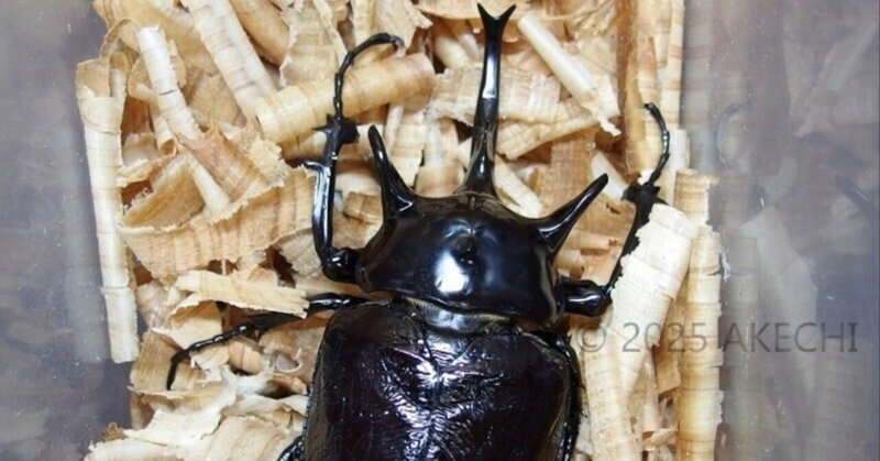 ペルー産 レックスゾウカブト 117mm レックスゾウカブト 極太♂117mm