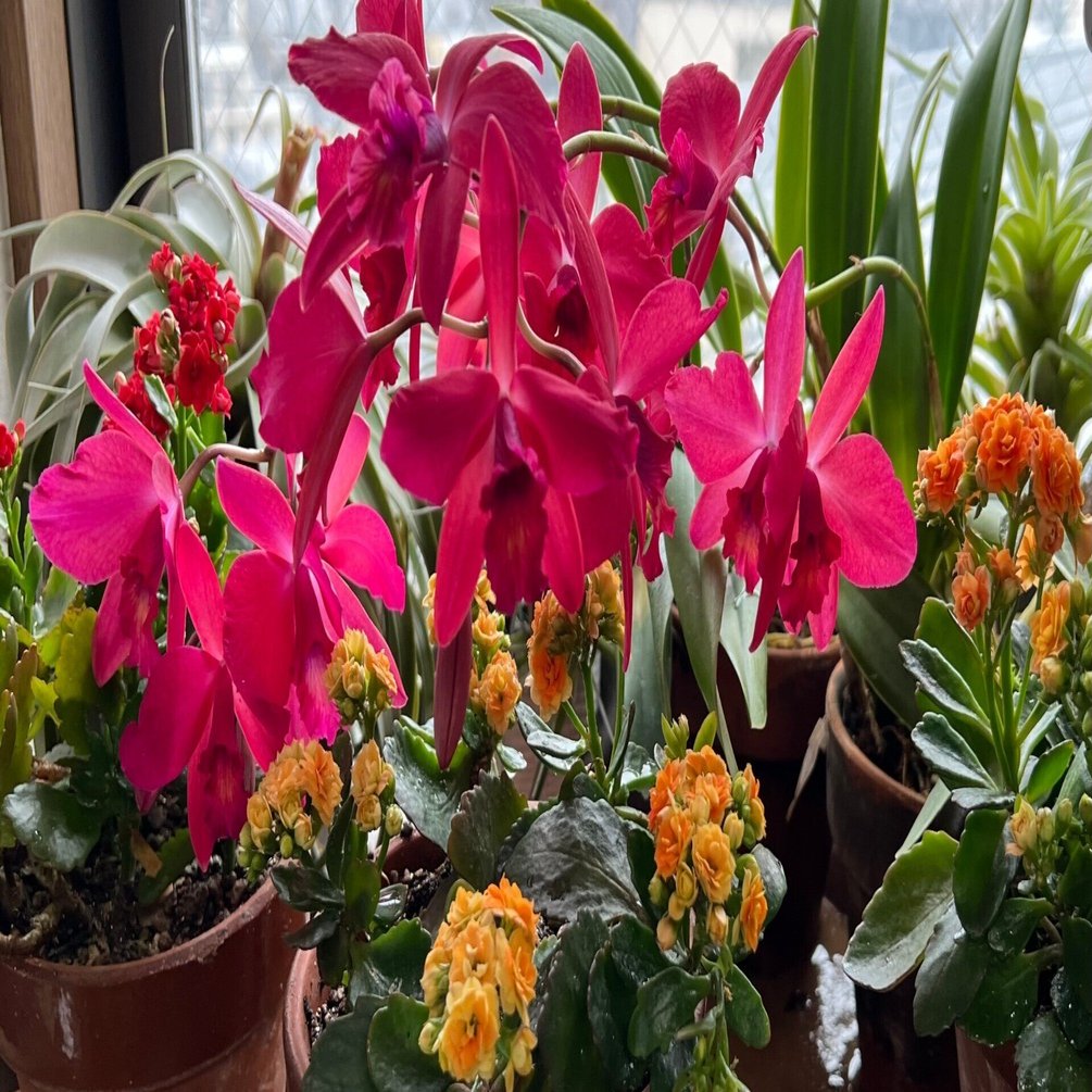 ハイドランジア カトレア ファーヴェントレッド はな・物語 巻ノ十一・カトレア｜新井裕之（StudioA）