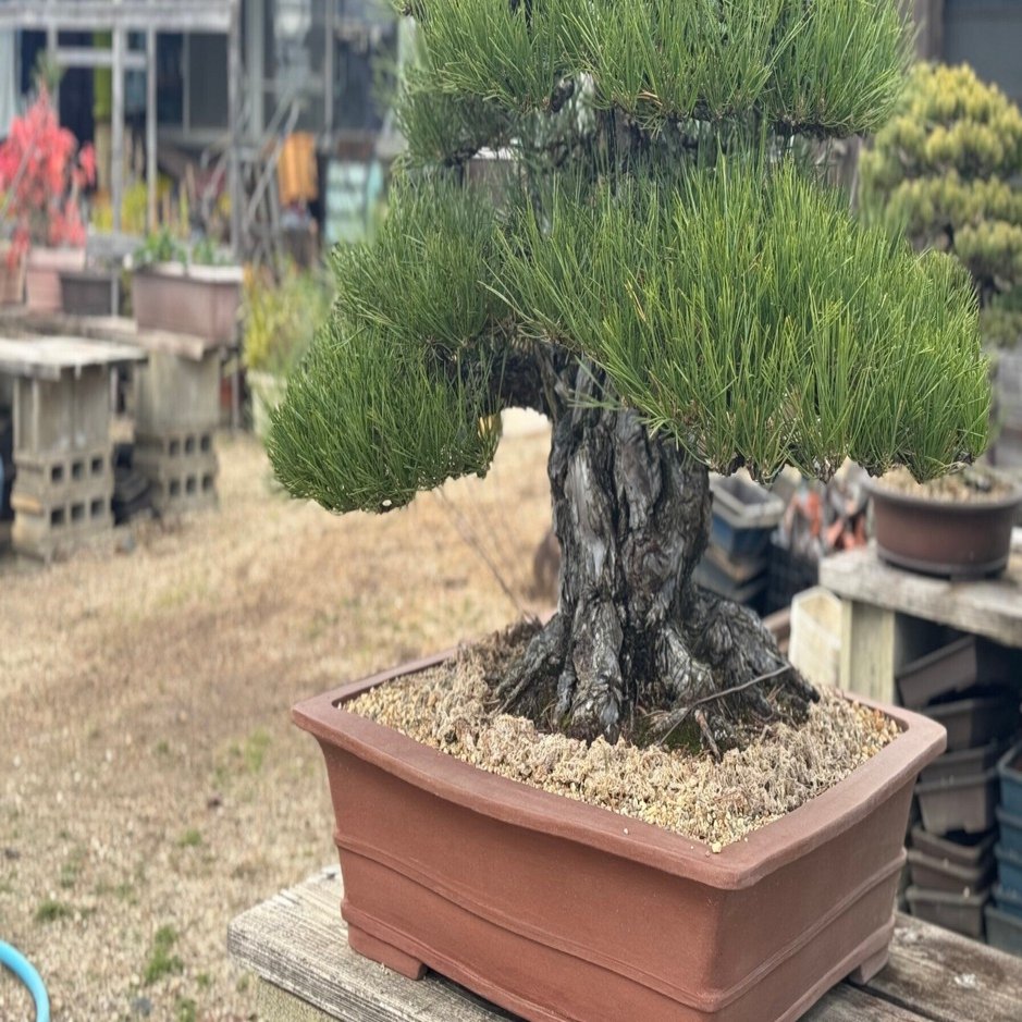 活動報告】パトロンNFT（2025年1月3日）｜盆栽マン