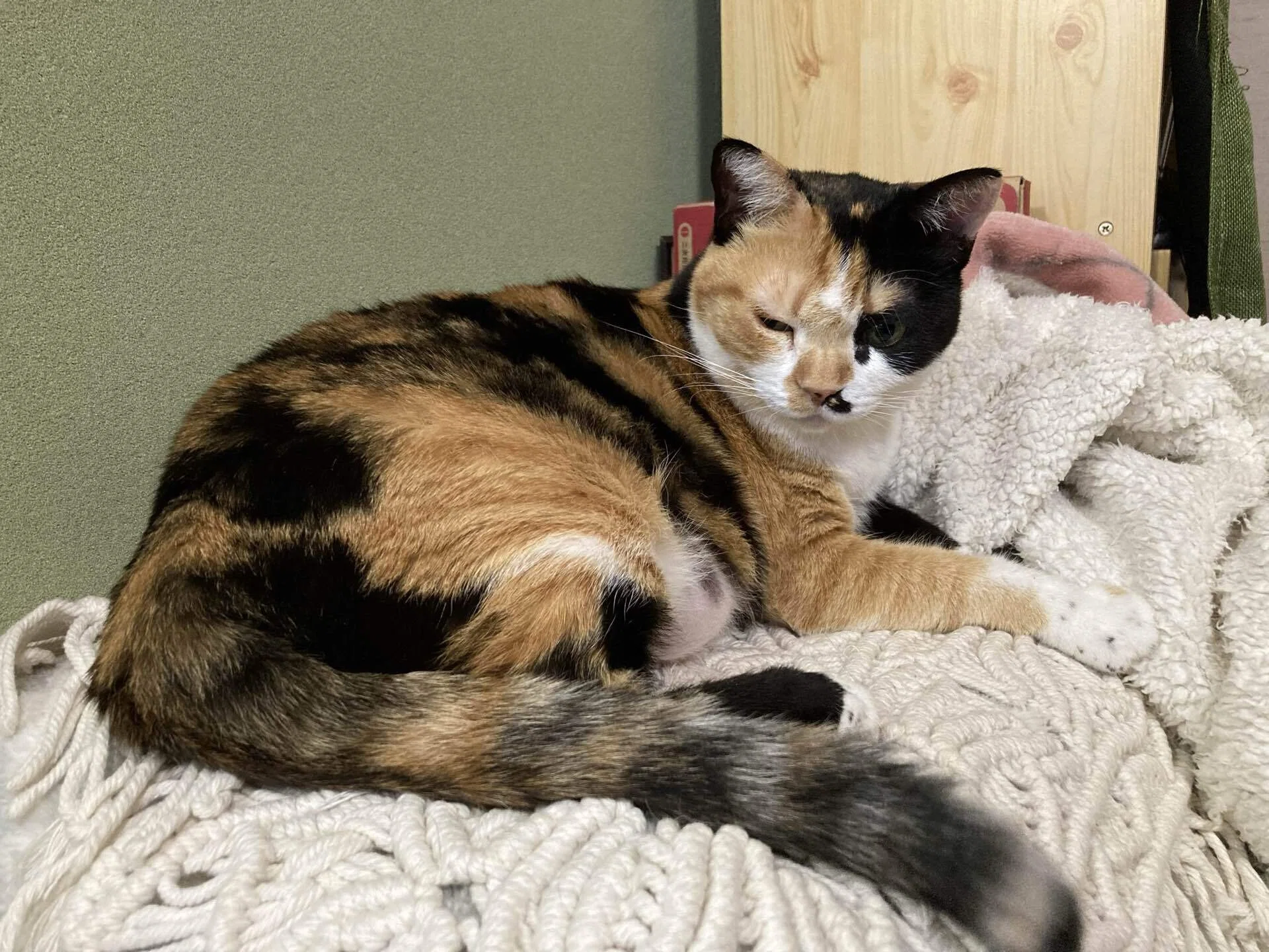 一度も上から落ちた事がなかった三毛猫先輩が寝転がって落ちました