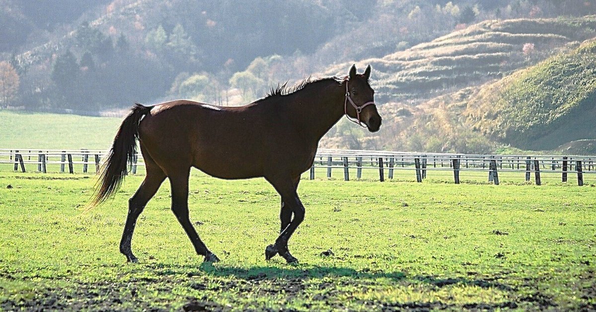 馬の瞳を見つめて 初版・帯付き (おまけ付き) 馬の瞳を見つめて - 《蓑虫屋》 競馬専門古書店