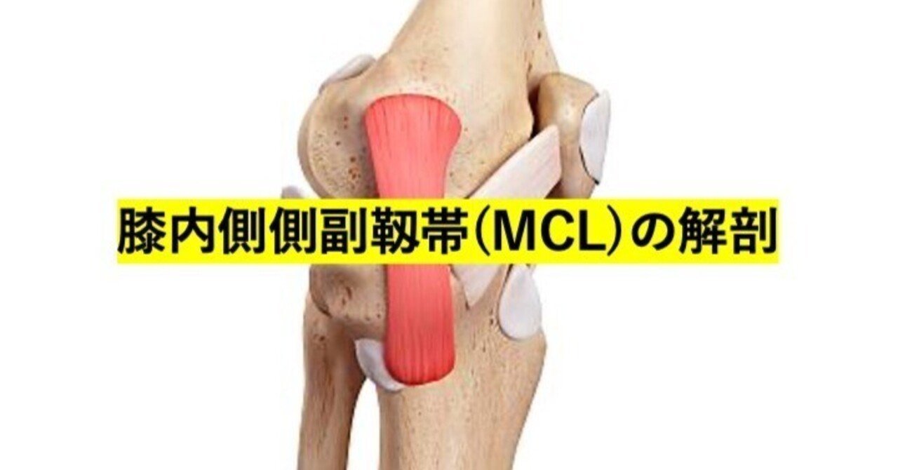 膝内側側副靱帯(MCL)の解剖｜神の手は諦めた