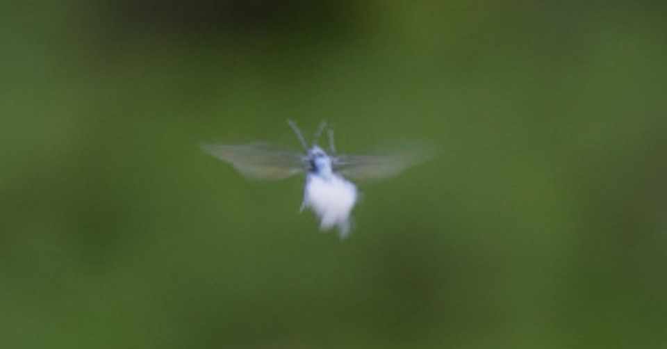 雪虫 マーガレット Note