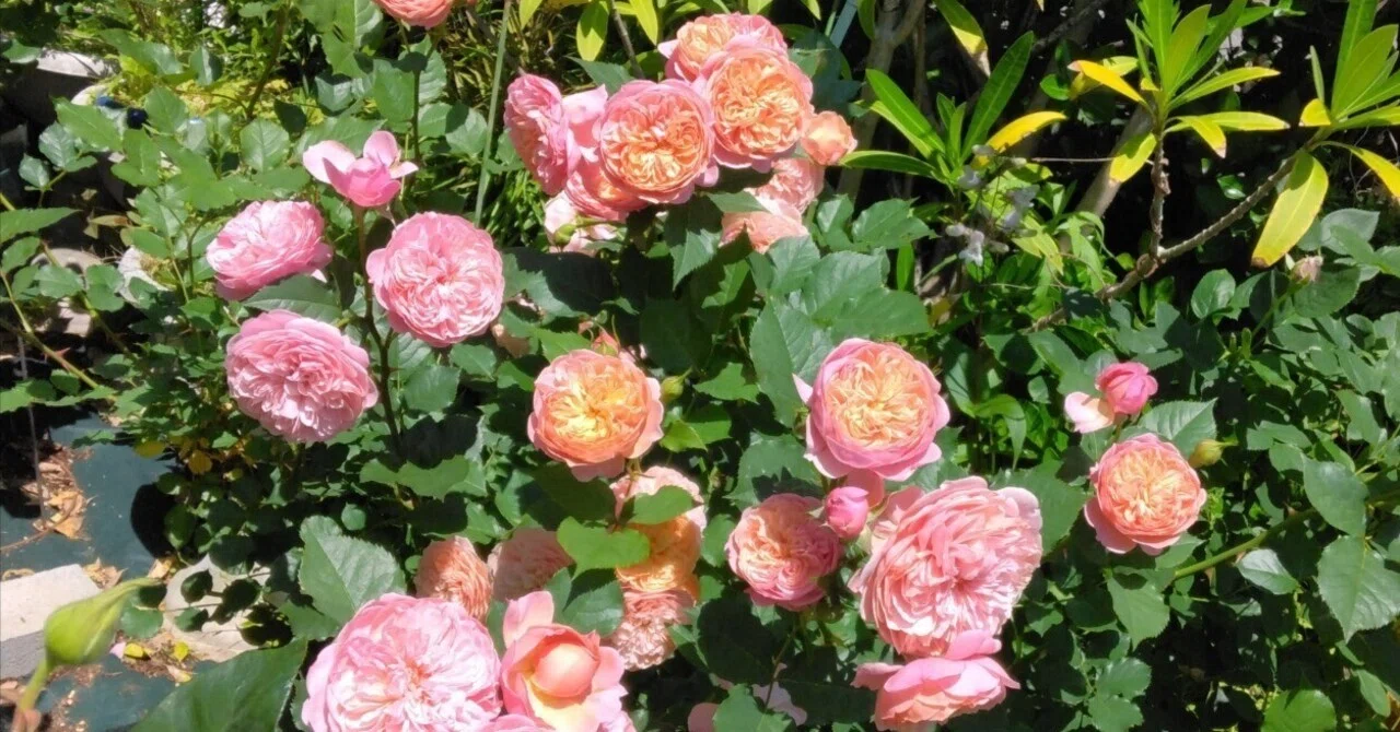 我が家のロサオリエンティスの薔薇と古参の薔薇達｜G
