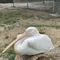 まんじゅう。