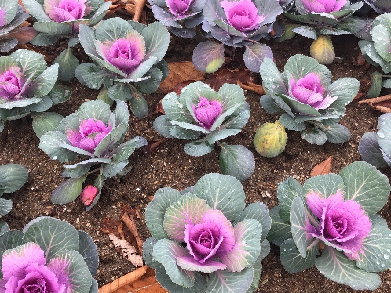 あなたのお名前なんてーの イロココロ Note