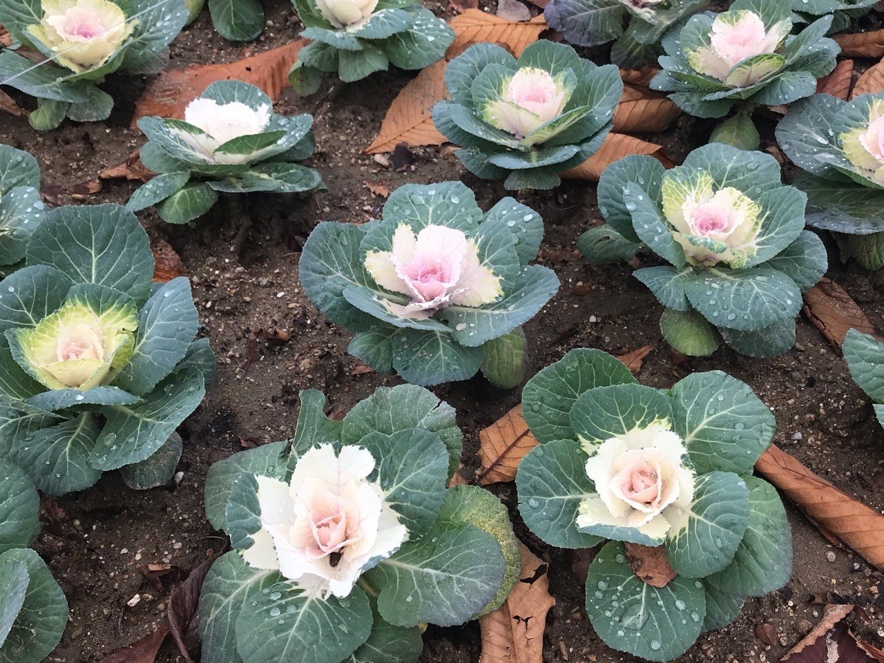 あなたのお名前なんてーの イロココロ Note