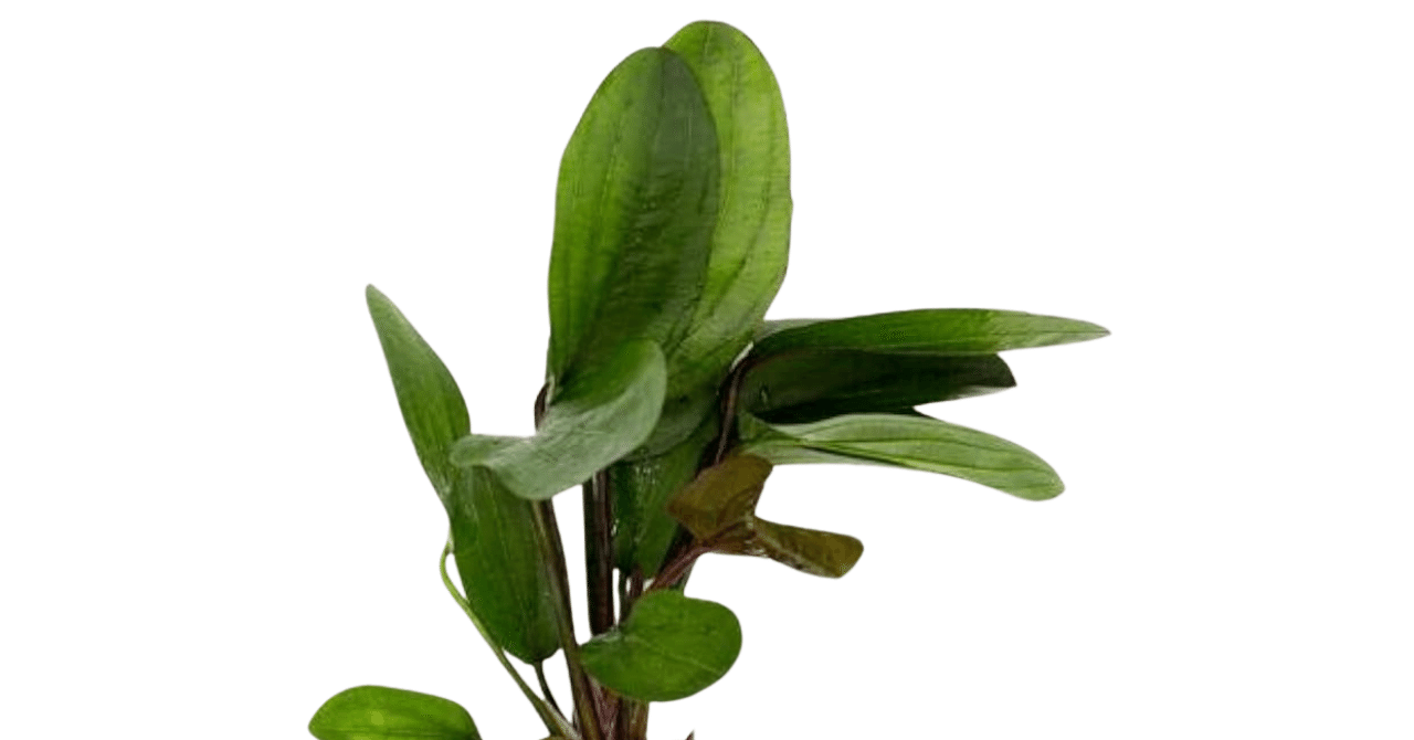 エキノドルス　ビッグベアー　特大株 エキノドルス・ビッグベアー｜アクアモノグラフ情報｜NoA｜MASUKO