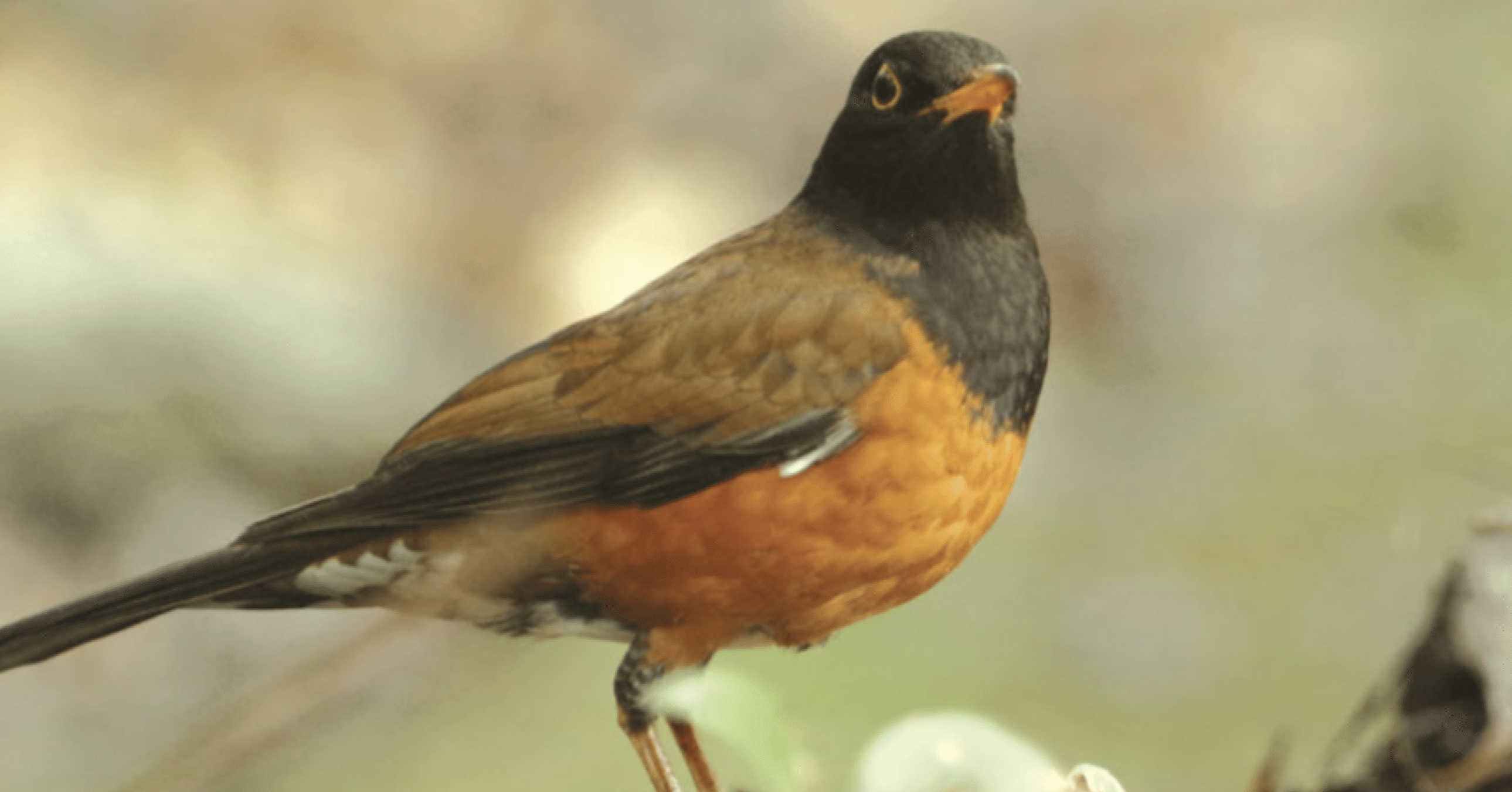 東京都村民生活〜三宅島〜(5)｜ONIKASAGO