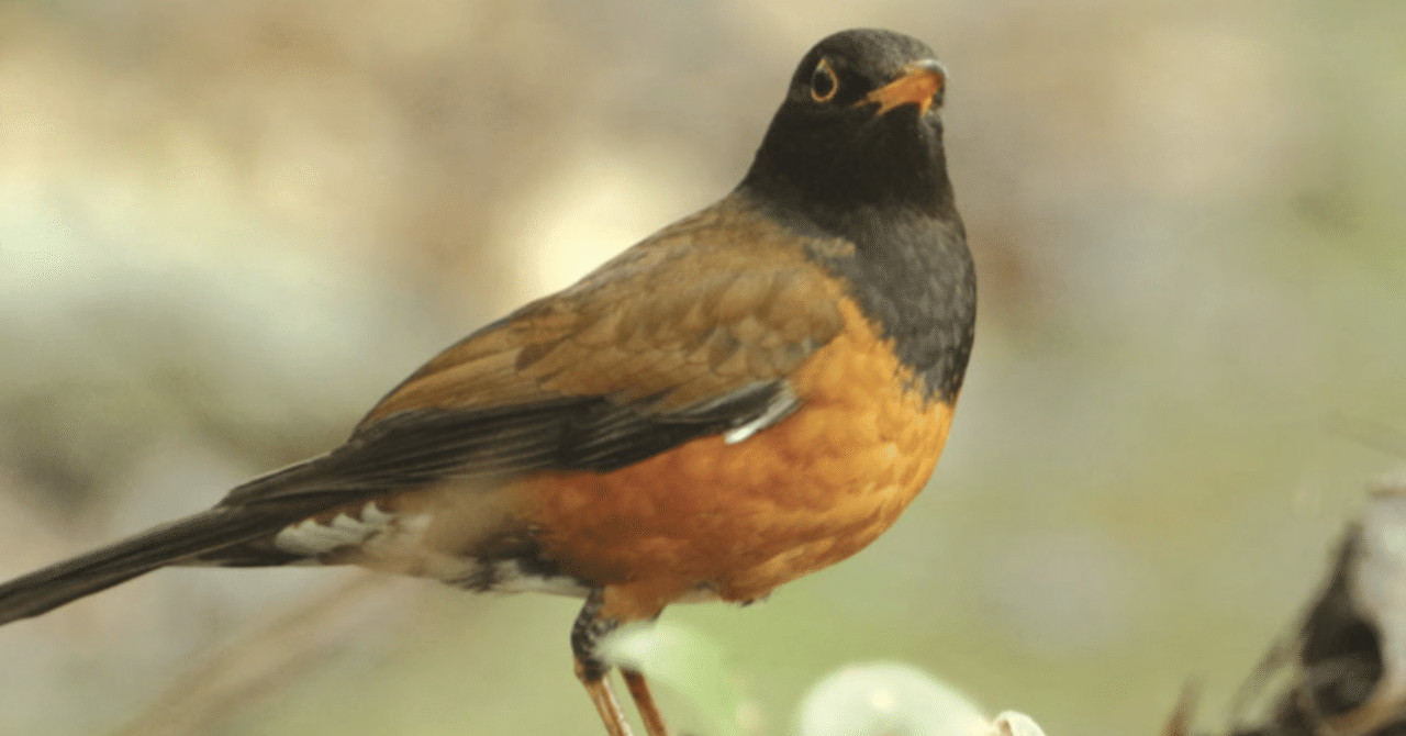 東京都村民生活〜三宅島〜(5)｜ONIKASAGO