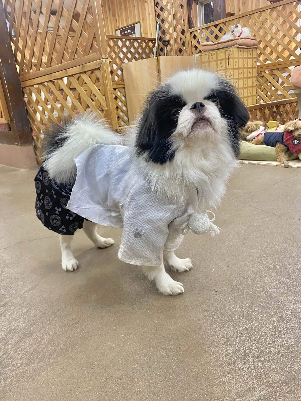 わんにゃんのオフショット📸｜那須どうぶつ王国公式note