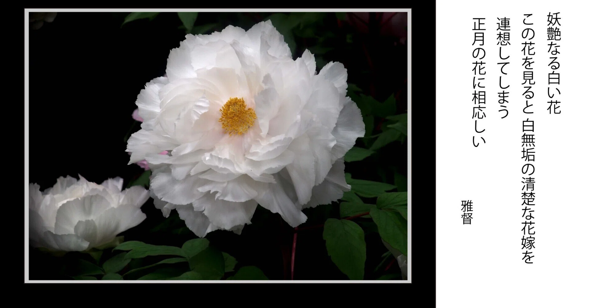 写真を愉しむ 妖艶なる白い花牡丹 正月の花に相応しい｜gatokukubo
