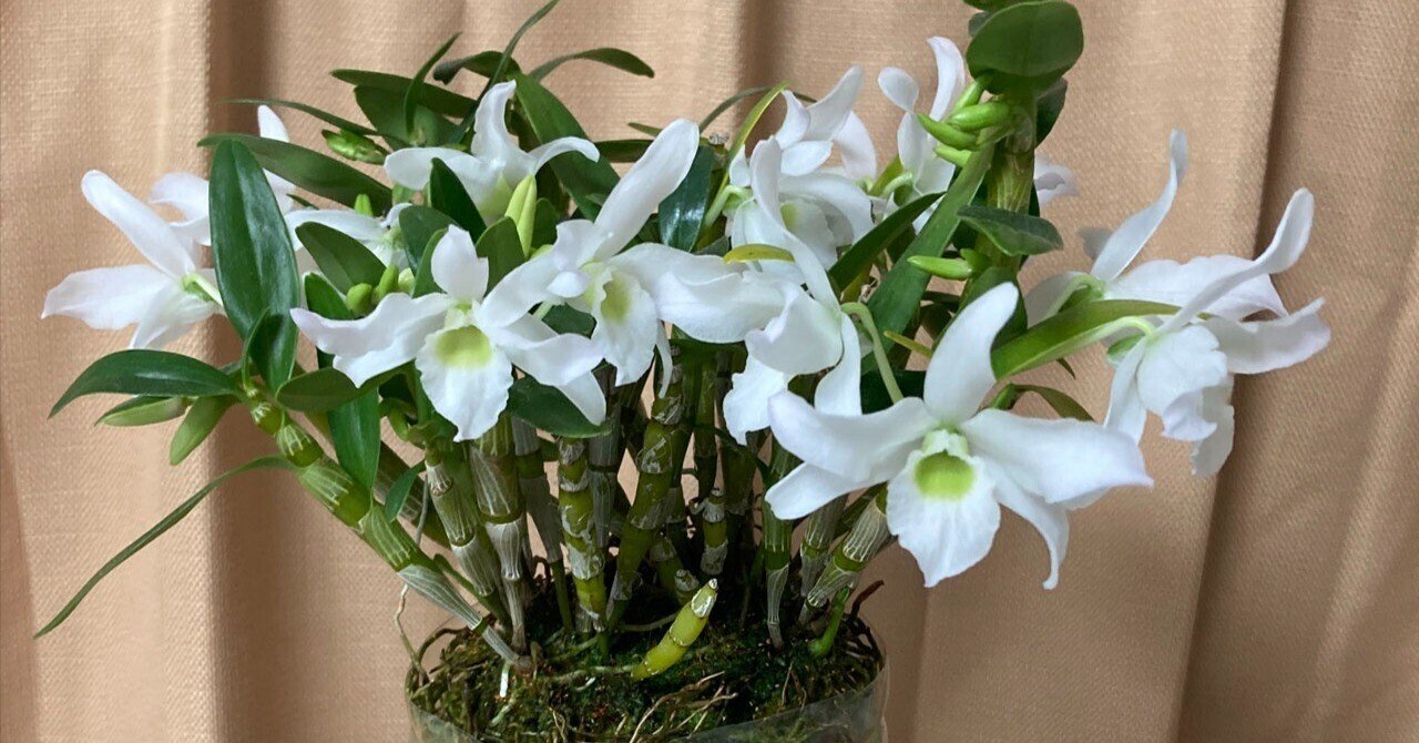 謹賀新年 with デンドロビウム・エンジェルベイビー'グリーン愛