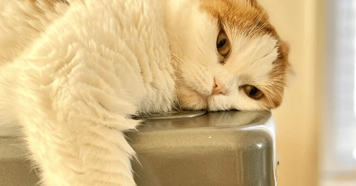 全ズボラーが推奨する究極の加湿器とは？｜はり🦉兼業デザイナー