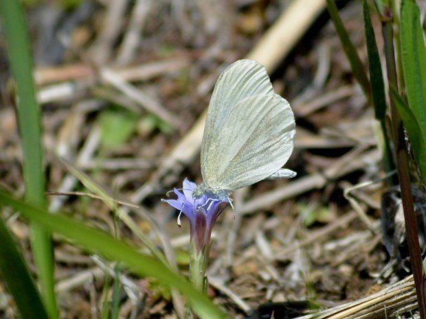 021ヒメシロチョウ｜banyan