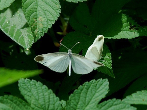 021ヒメシロチョウ｜banyan