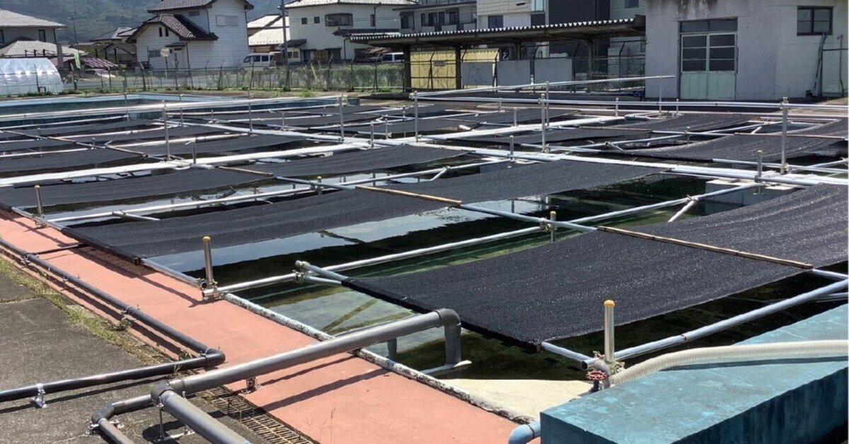 プール ヤマハ 養殖 釣り堀 水泳 チョウザメ養殖 廃校のプールを利用したチョウザメ養殖場｜つくばチョウザメ産業