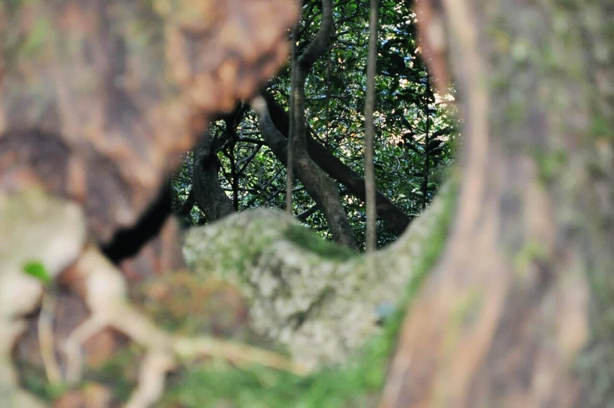 To the Mossy Forest, the setting of Princess Mononoke｜碧