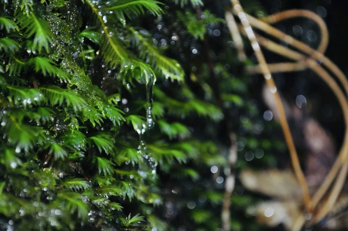 To the Mossy Forest, the setting of Princess Mononoke｜碧