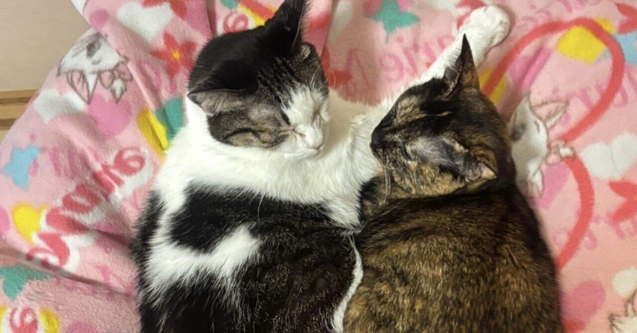 猫好き」の人気タグ記事一覧｜note ――つくる、つながる、とどける。