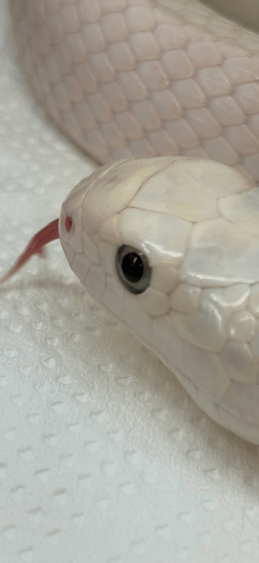 シロヘビ 金運上昇と健康祈願を叶える象徴｜EGGSEED