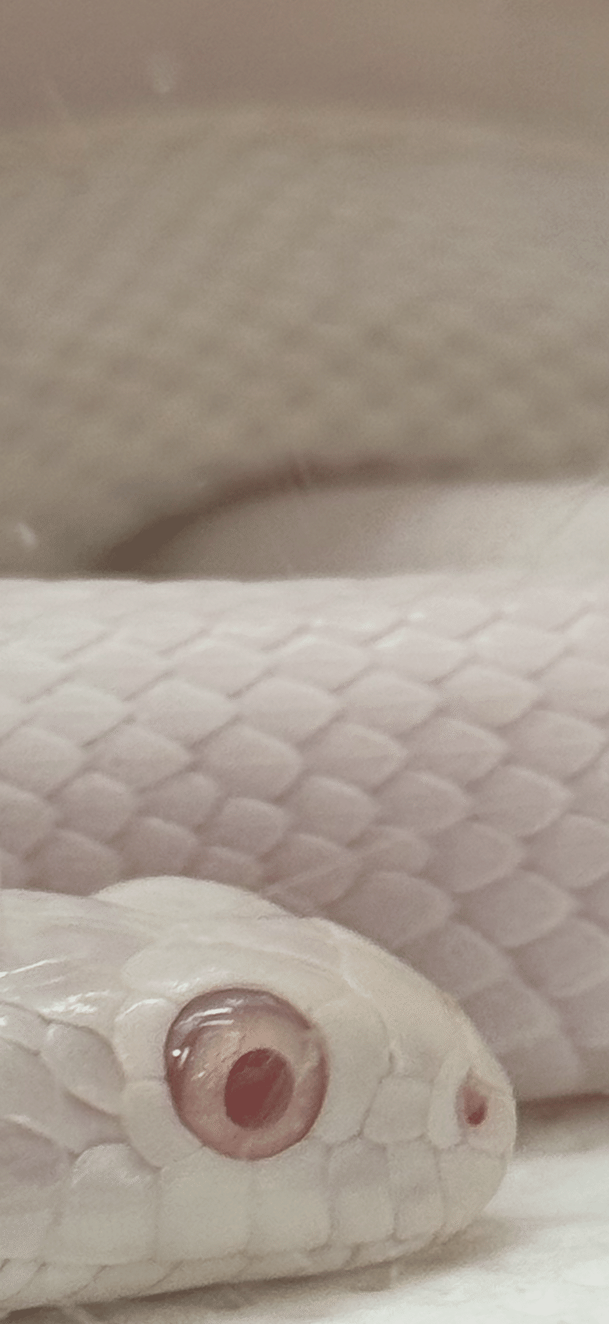 シロヘビ 金運上昇と健康祈願を叶える象徴｜EGGSEED