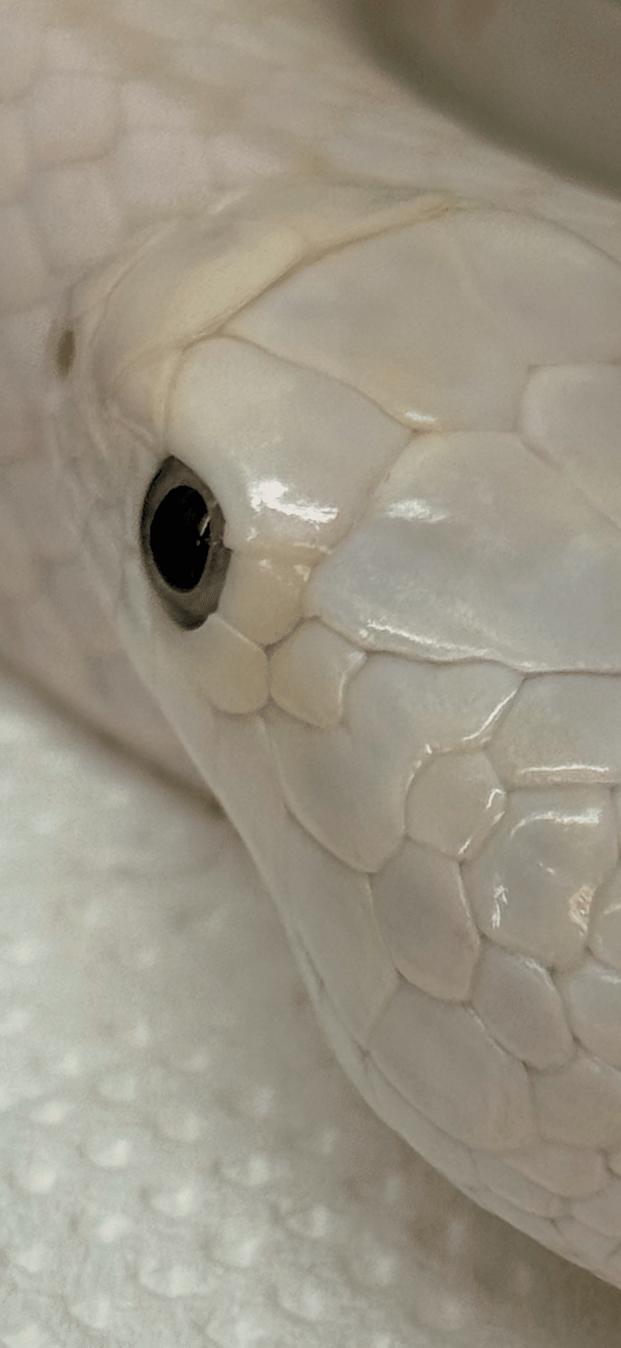 シロヘビ 金運上昇と健康祈願を叶える象徴｜EGGSEED