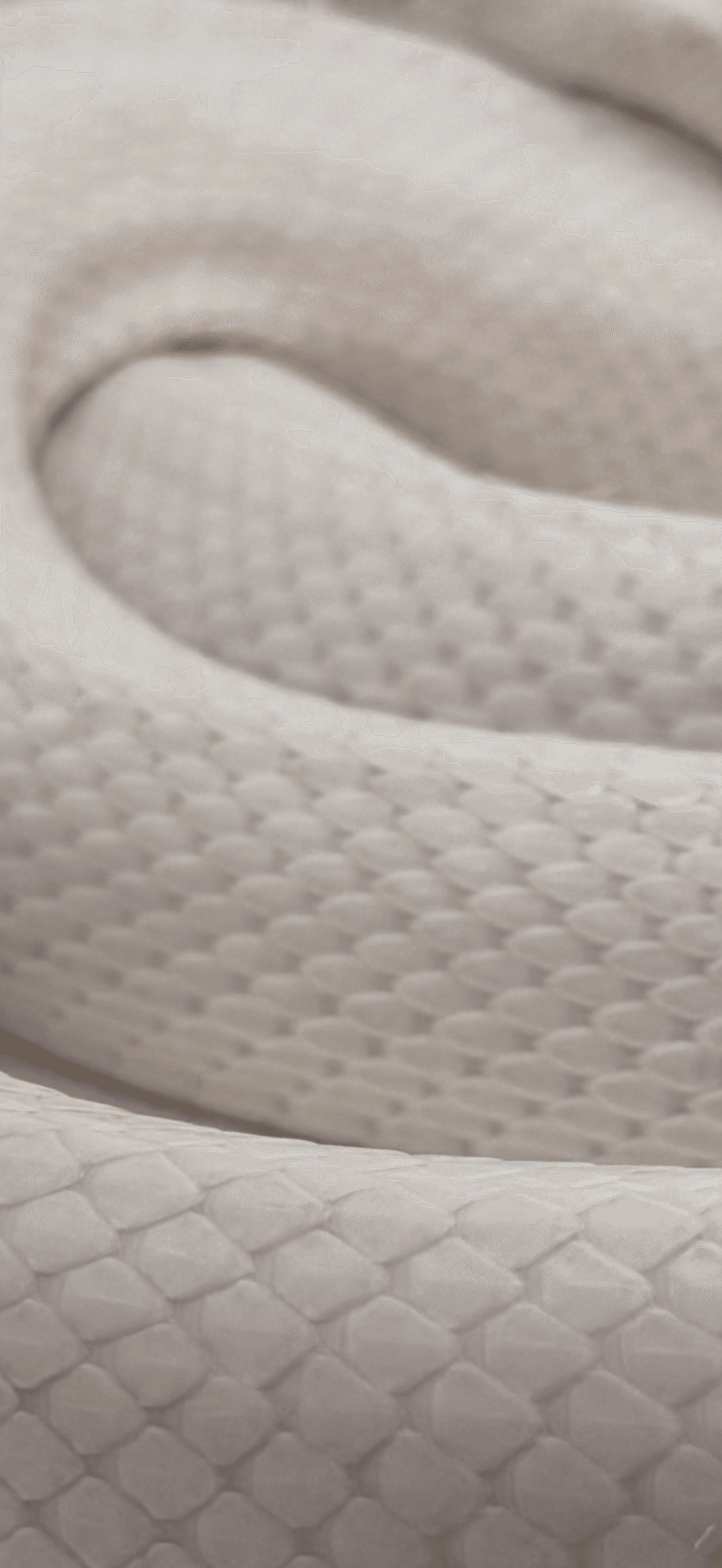 シロヘビ 金運上昇と健康祈願を叶える象徴｜EGGSEED