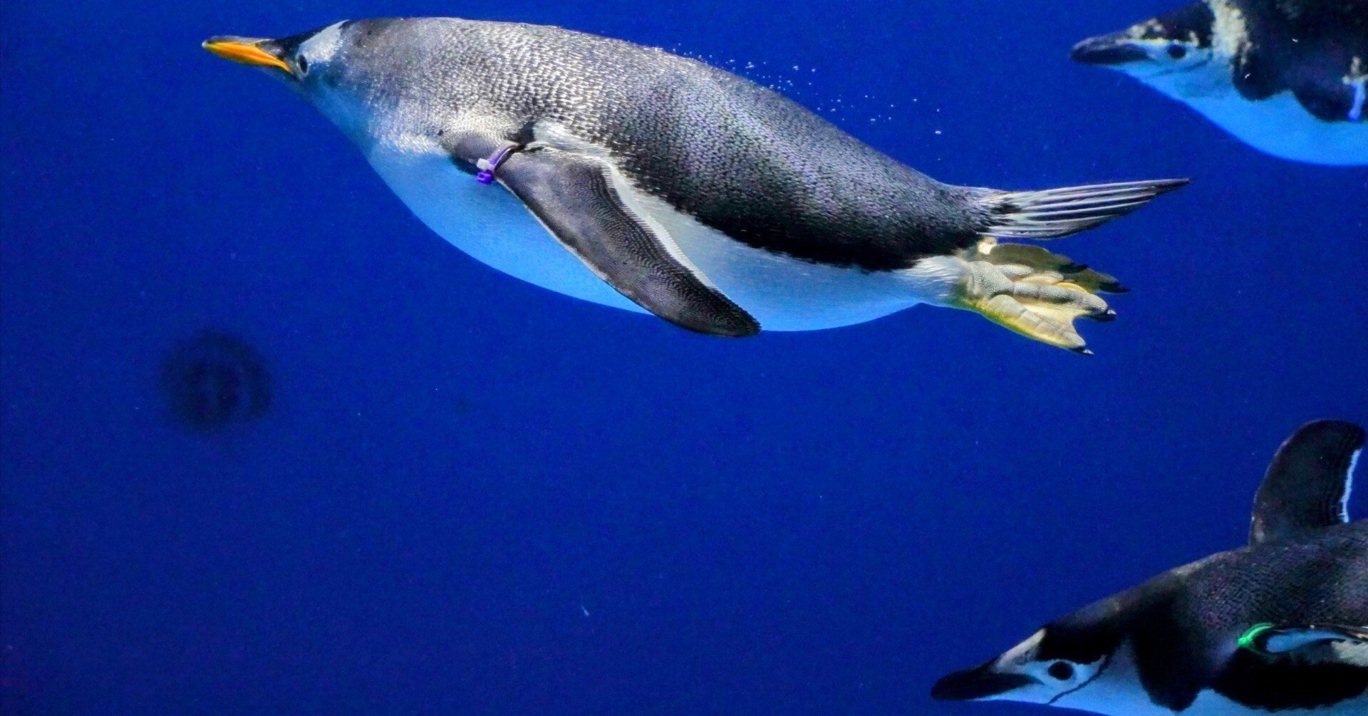 横浜・八景島シーパラダイス①2025年1月1日｜ウソソ（カワウソファンの