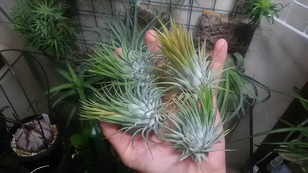 種子】ティランジア（チランジア） イオナンタ（ionantha） 50粒 