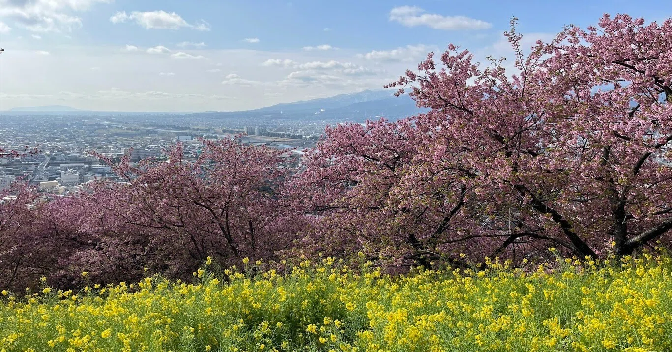 ぽん太の花道：神奈川県の早咲き桜鑑賞スポット三選｜赤川ぽん太