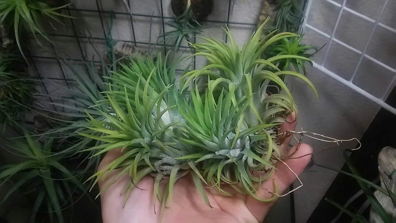 チランジア入荷リスト12/5｜NatureGarden🌿神田
