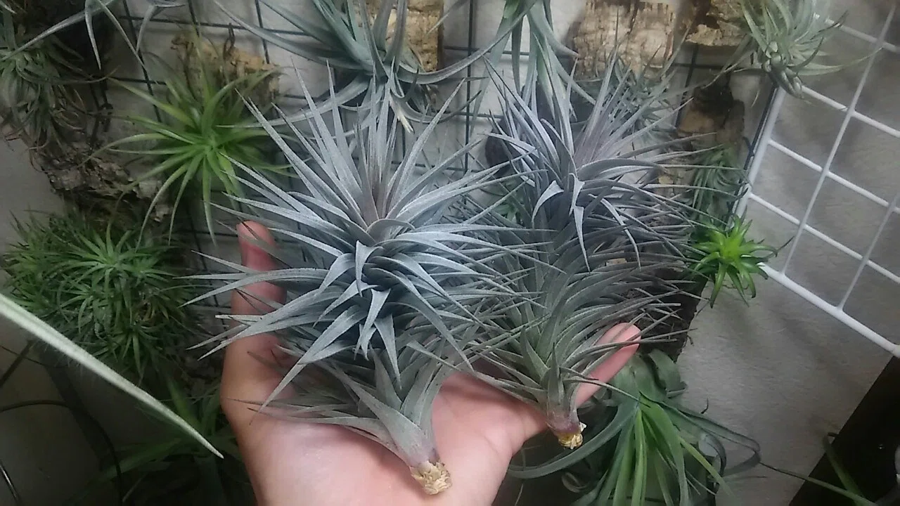 チランジア入荷リスト12/5｜NatureGarden🌿神田