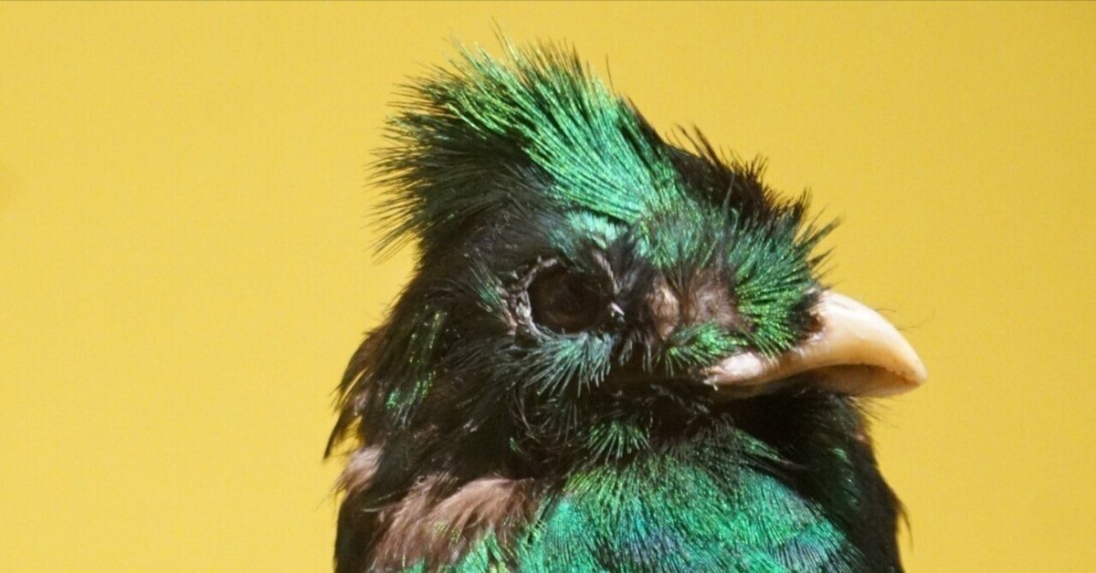 国立科学博物館 特別展「鳥」ですよ|始祖鳥堂まふ(M.A.F.) 国立科学博物館 特別展「鳥」ですよ|始祖鳥堂まふ(M.A.F.)
