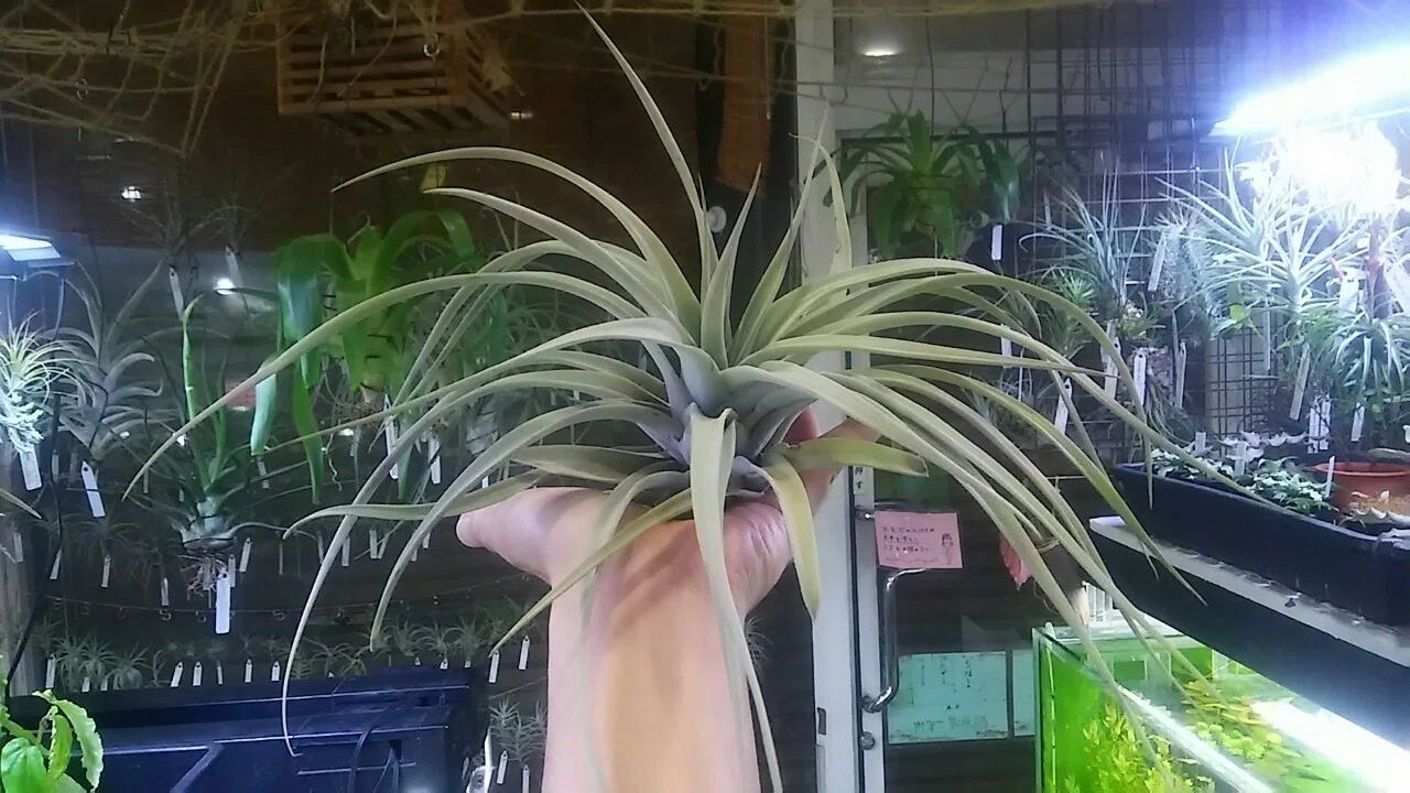 チランジア入荷リスト12/5｜NatureGarden🌿神田