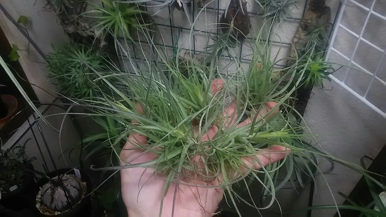 チランジア入荷リスト12/5｜NatureGarden🌿神田
