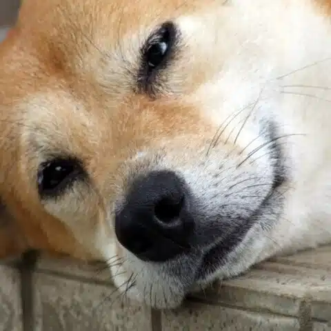 マネジメント育成協会