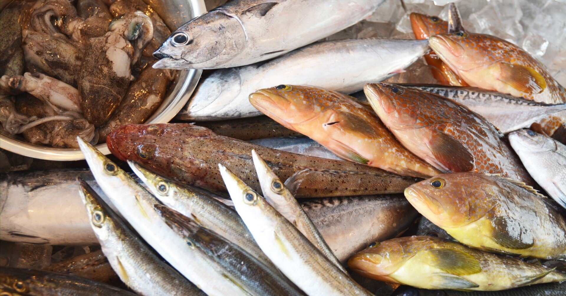 大衆寿司なら、新湊】#1 日本のお魚が減っている本当の理由を考えて