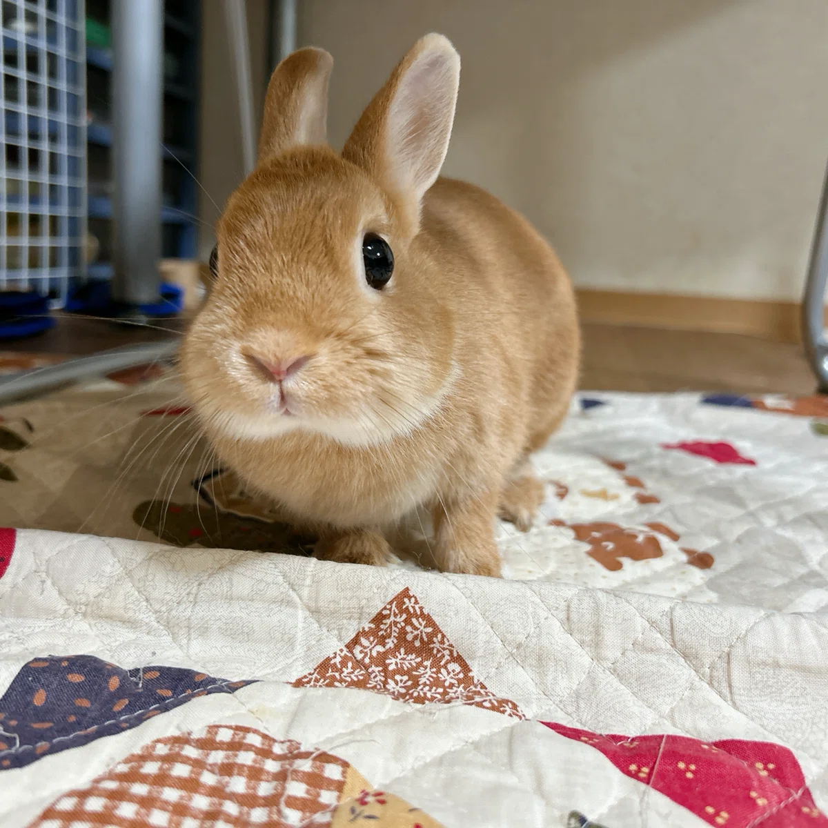 へびもうさぎもおやつにおいで｜さつき