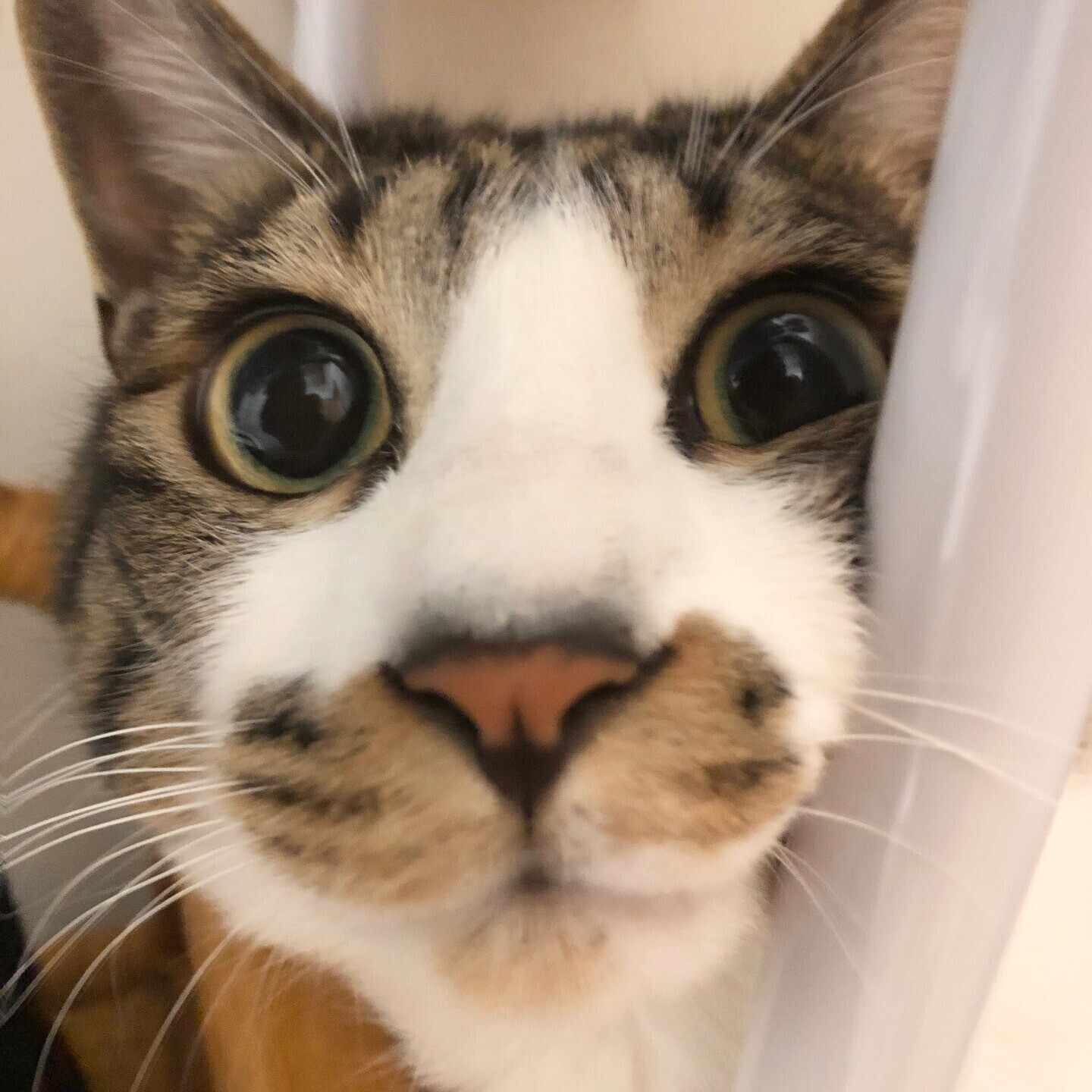 猫@医療情報技師