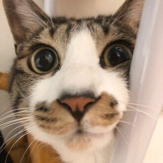 猫@医療情報技師