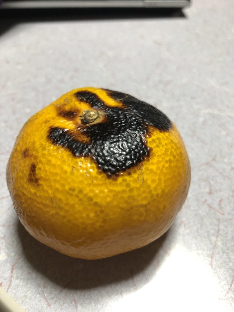 焼きみかんたべよ てるい 照井 春奈 Note