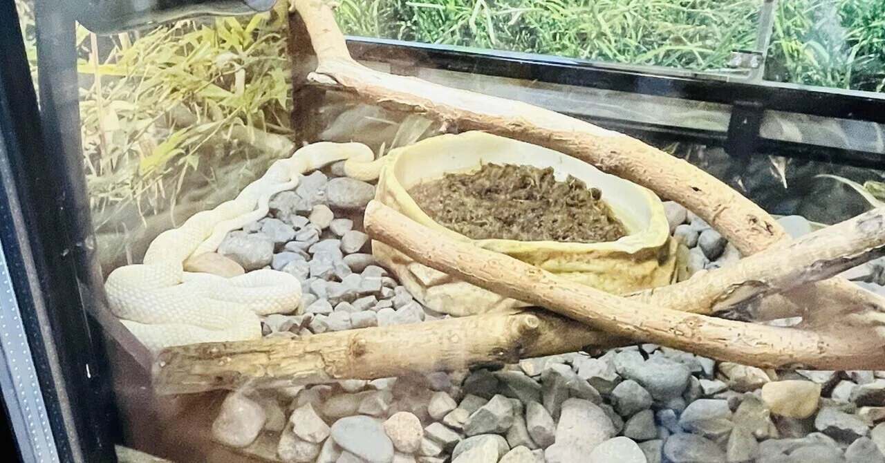 八木山動物公園に 岩国のシロヘビ様が来た！｜日ノ本の神社・御朱印