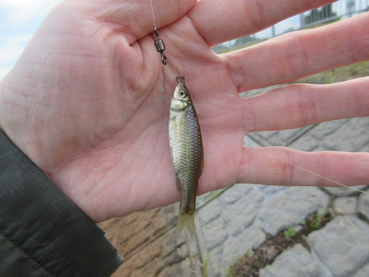 モツゴってどんな魚 おいかわ３ Note