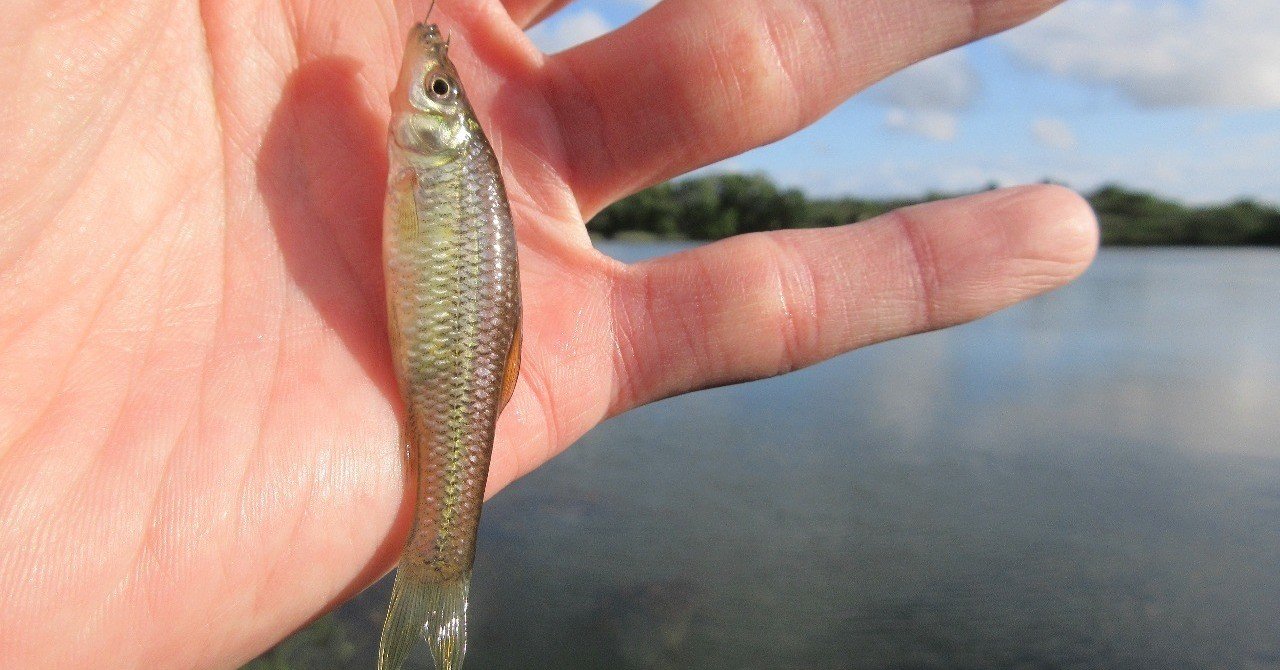 初心者でも釣れるモツゴ おいかわ３ Note